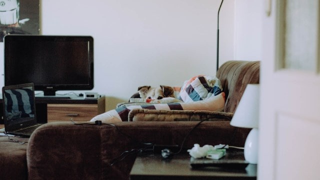 Pets Bluetooth