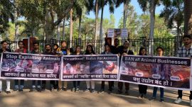 vegan india movement pune