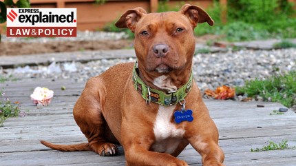 Explained: Karnataka HC quashes Centre’s circular on banning ‘dangerous’ dog breeds