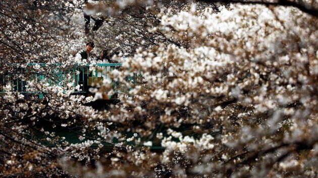 Cherry blossoms