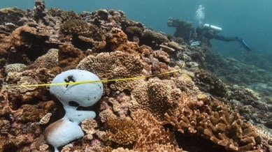 coral reefs