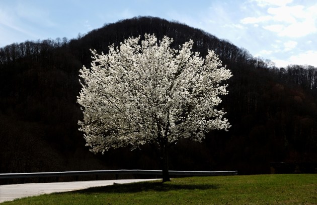 cherry blossoms