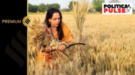 Hema Malini. On April 12, the perfectly groomed BJP Mathura candidate and actor, often accused of being an “absentee MP”, was seen in a wheat field, holding a sickle in her hand, ostensibly harvesting the crop.