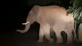 In Maoist-hit Gadchiroli, a task for forest officials on election duty: Tracking down ‘killer’ elephant