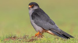 Amur Falcon Watch, Gujarata conservation on birds, Gujarat Birdwatchers, Amur Falcons, Amur Falcons count, Passage Migrant Count, Gujarat migrant birds, Bird Conservation Society of Gujarat, BCSG, indian express news