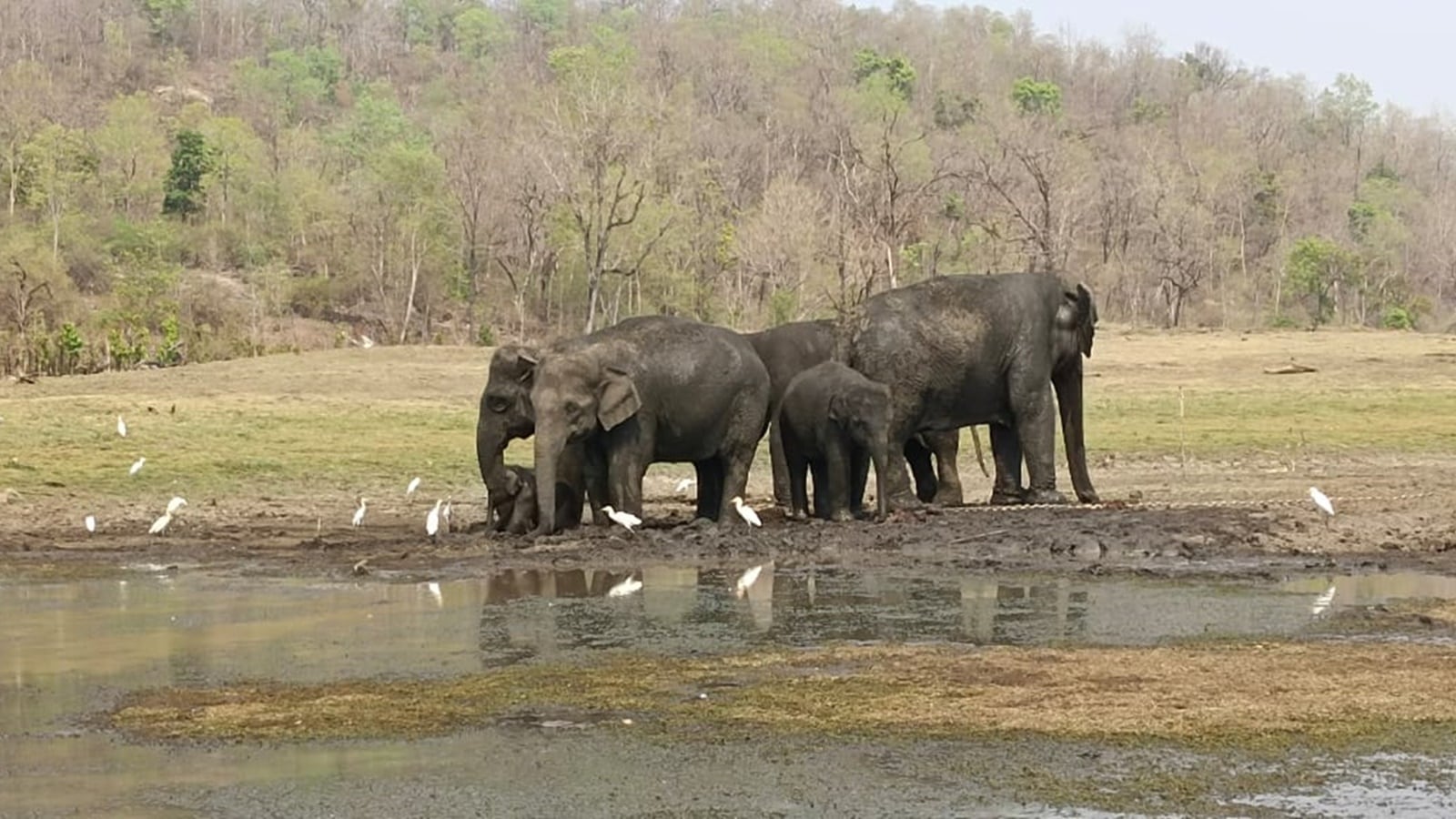 Amid polls in Gadchiroli, a task for forest officials: tracking ‘killer’ elephant