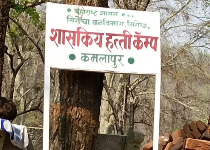Amid polls in Gadchiroli, a task for forest officials: tracking ‘killer’ elephant