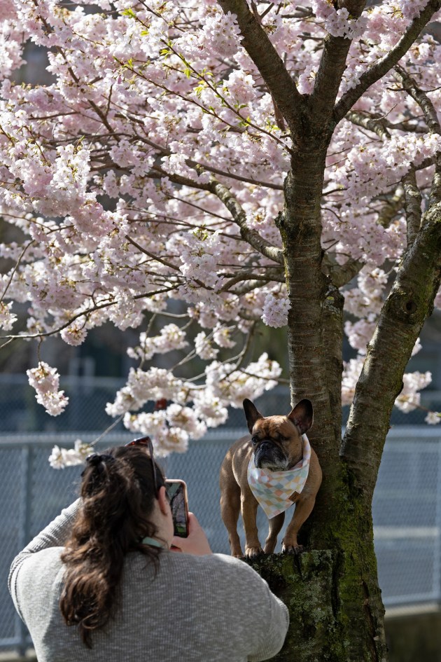 cherry blossoms