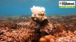 coral, coral bleaching