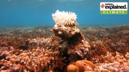 Fourth global mass coral bleaching triggered: Why it matters