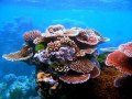 Zoological Survey to soon seek nod to translocate Great Nicobar corals