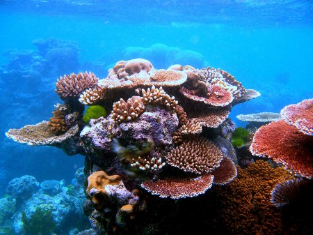 Great Nicobar coral translocation, Great Nicobar Island project, Galathea Bay transhipment port, ZSI coral relocation, Indian express news