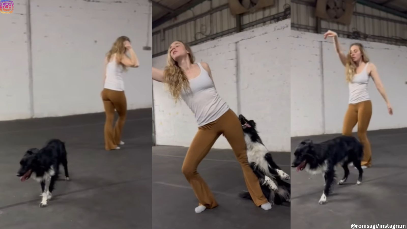 Netizens Shower Love As Dog Dancer And Her Border Collie Jive At Practice Session Trending Netizens Shower Love As Dog Dancer And Her Border Collie Jive At Practice Session Trending