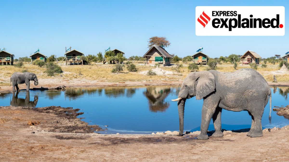 ELEPHANTBOTSWANA