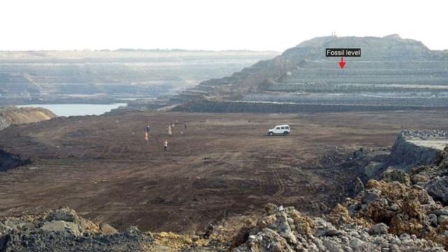 Fossils of possibly largest snake to have ever lived found in Kutch, scientists say