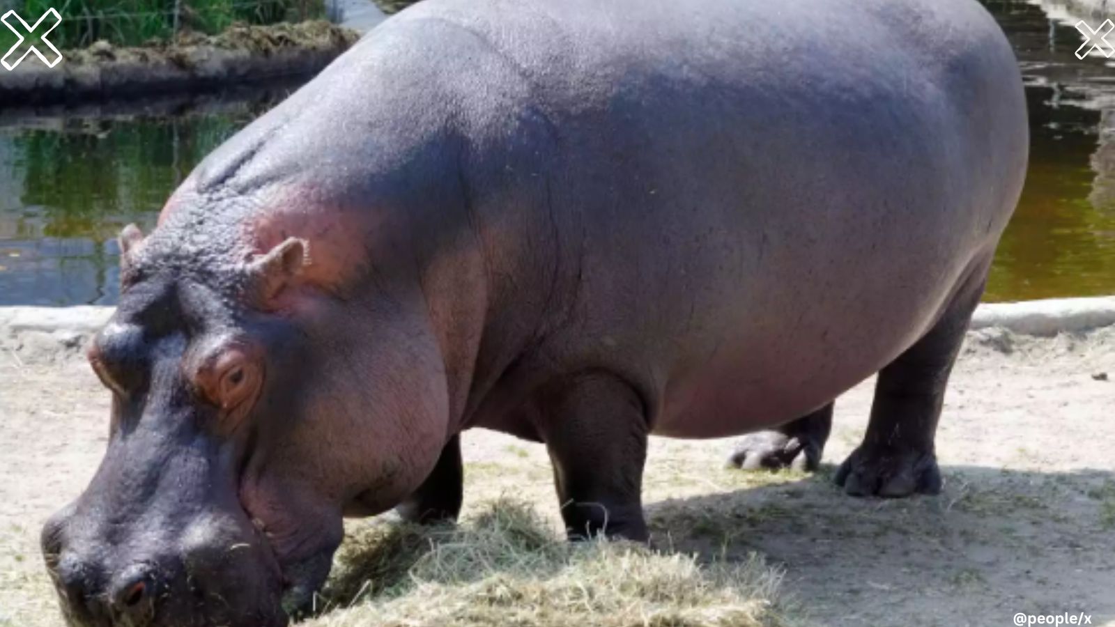 He is a she: Japan zoo discovers resident male hippo is