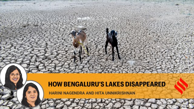 Ullal Lake in the south-western part of Bengaluru. (Express Photo by Jithendra M)