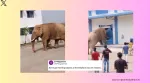 Elephant breaks into food godown