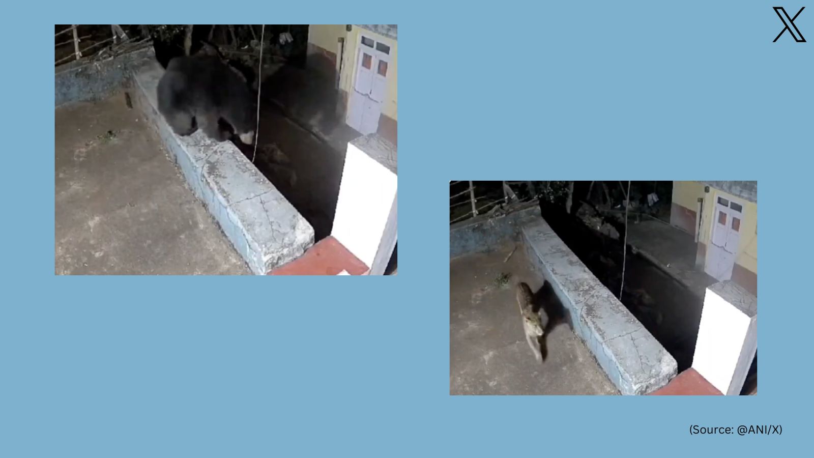 Leopard and bear enter house in Ooty