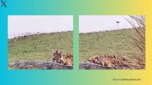 Tigress Riddhi and her three cubs feed on a crocodile