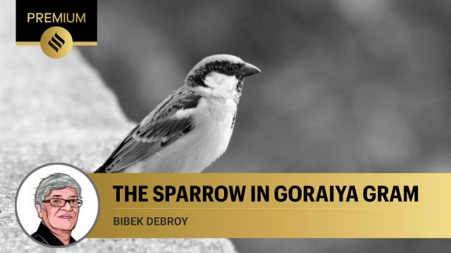 There is a long list of reasons cited for the fall of the sparrow. Some of them are not immediately obvious. In 1898, there was an international conference on horse-dung.