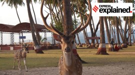 Chital invasive species