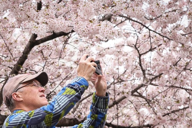 cherry blossoms, spring festival