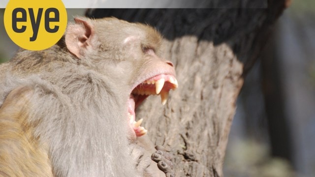 Dentation better suited to a sabre-toothed tiger