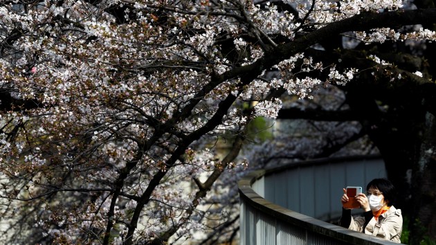 cherry blossom, spring season