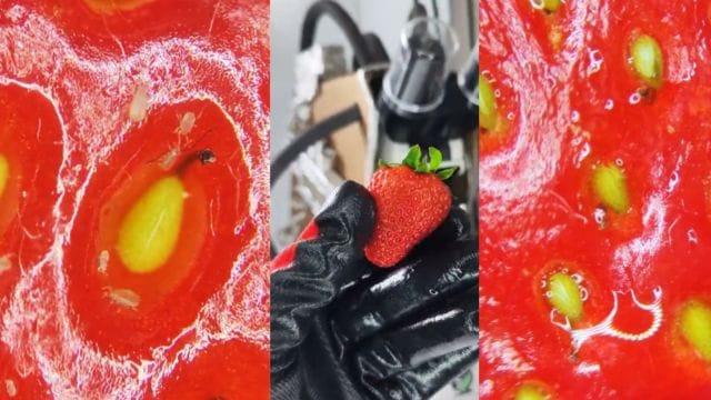 strawberry