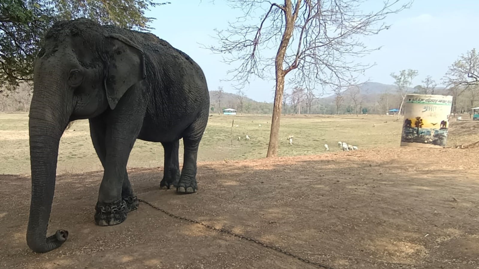 Amid polls in Gadchiroli, a task for forest officials: tracking ‘killer’ elephant