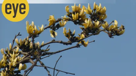 The golden palash obtains a mutation that makes the red recessive and brings forth gold yellow flowers