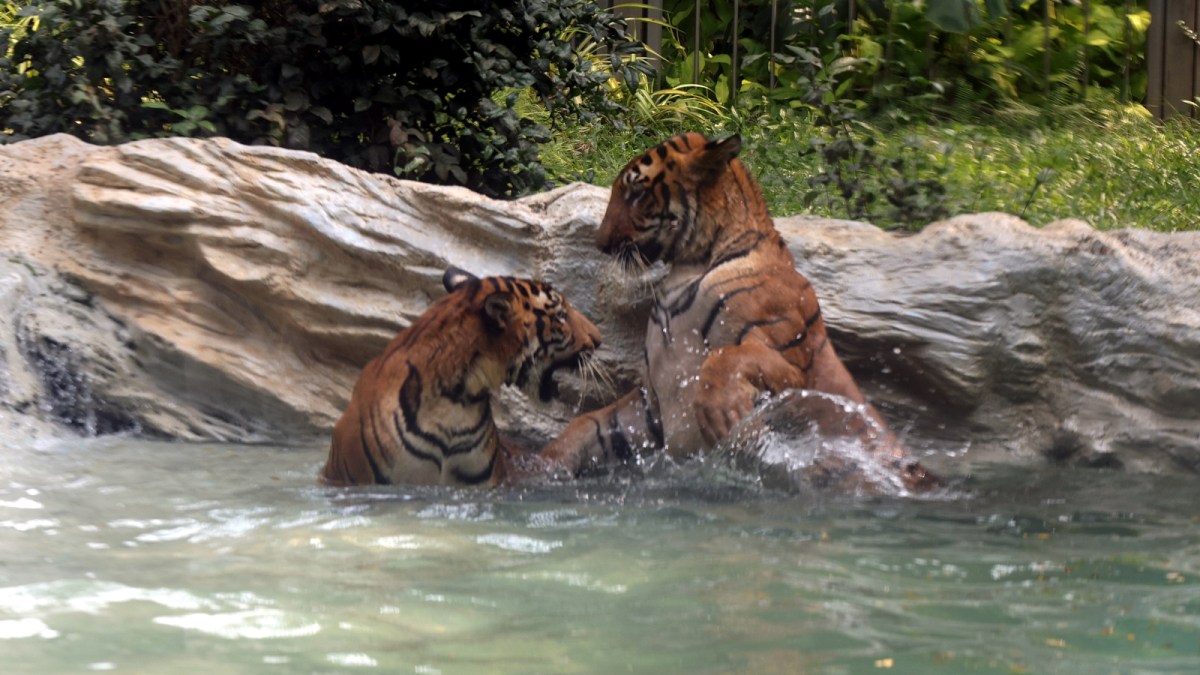 byculla zoo, lions, big cats