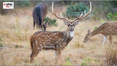 UPSC Key— 12th April, 2024: Chital in Andamans, Swiss major summit, first Lok Sabha election and more