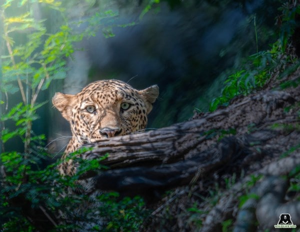leopard