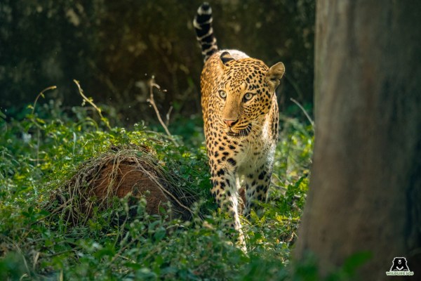 Leopard