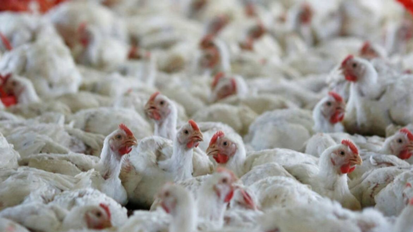 Bird flu in humans in the US Here’s all you need to know Health and