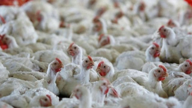H5N1 is a type of influenza virus that causes severe respiratory disease in birds but has occasionally been known to jump to humans as well.