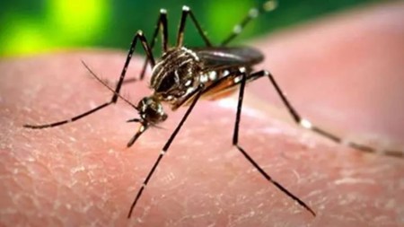 mosquito-borne diseases, Maharashtra mosquito-borne diseases, Maharashtra dengue cases, arrival of monsoon, dengue, malaria, and chikungunya, monsoon season, indian express news