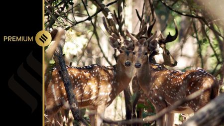 chital, spotted deer, andaman and nicobar islands