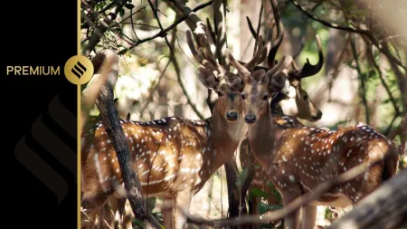 chital, spotted deer, andaman and nicobar islands