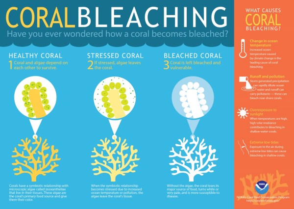 coral, coral bleaching