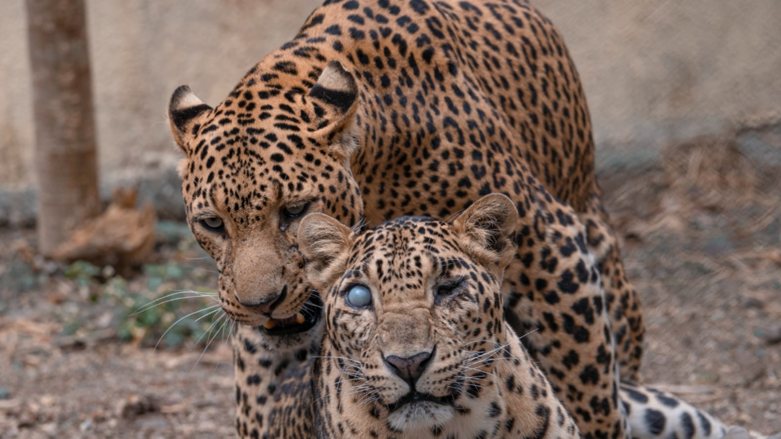 At the Manikdoh Leopard Rescue Centre stay Vitthal and Ganesh, who are ageing male leopards whose friendship has become legendary. While Ganesh (below) is completely blind, Vitthal has a missing hind paw. Express photo