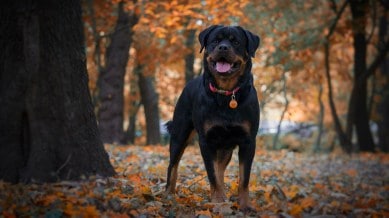 dogs banned in India