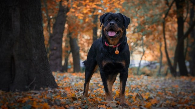 dogs banned in India