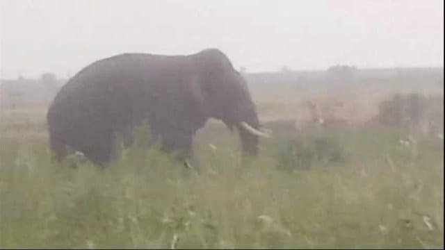Two farmers were killed in Telangana's Kumura Bheem Asifabad district in less than 24 hours by a male elephant that had strayed from its herd in Maharashtra. (EOM/photo screenshot)