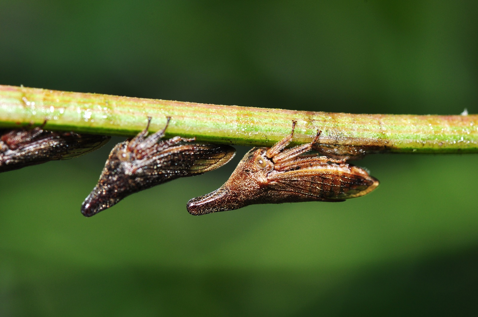 The music that insects play | Eye News - The Indian Express