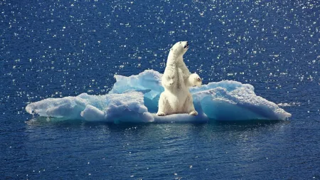ice berg bear