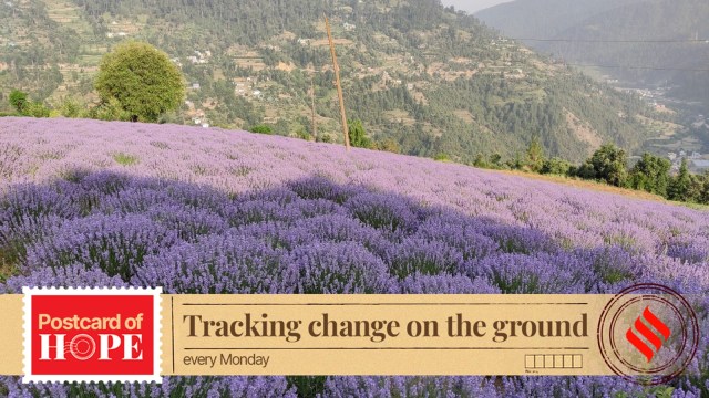 lavender cultivation