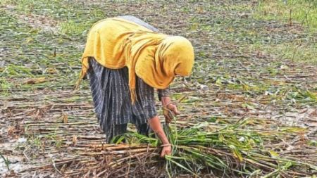 The genesis of the fodder crisis lies in the less-than-normal rainfall the state has received this monsoon.